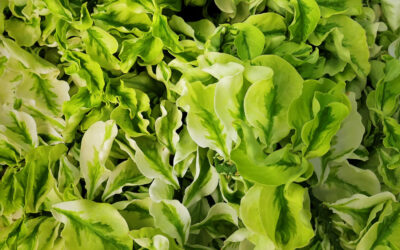 Greens That Improve Your Immune Health