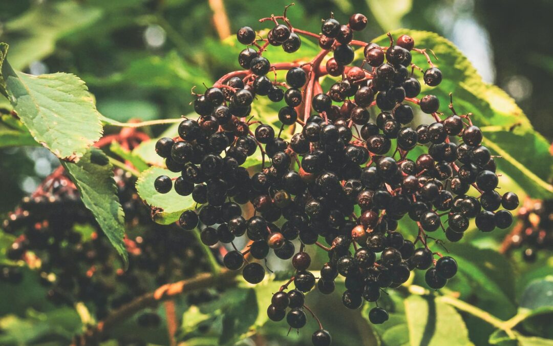 Boost Your Immune System Naturally with These Top Supplements