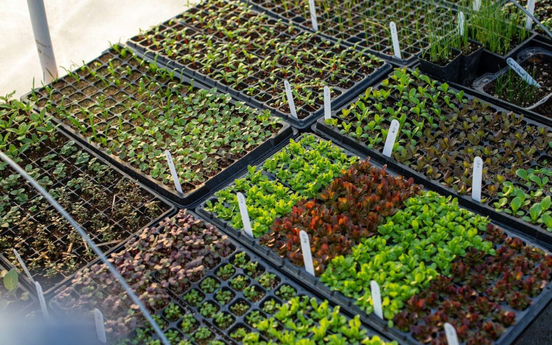 Easy Herbs to Grow at Home for Health Benefits
