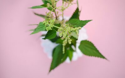 Herbal Solutions for Seasonal Allergies That Actually Work