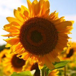 sunshine green veggies